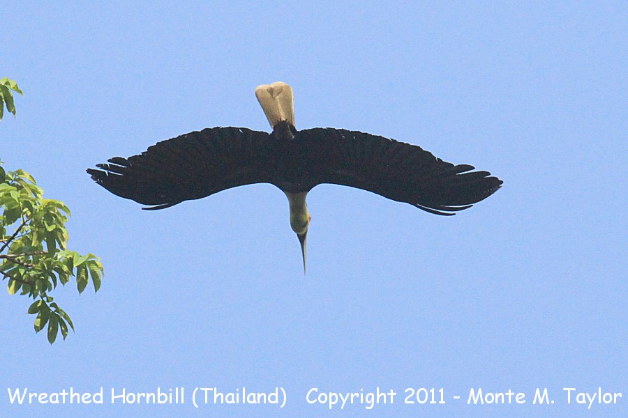 Wreathed Hornbill -winter- (Kaeng Krachan National Park, Petchaburi, Thailand)