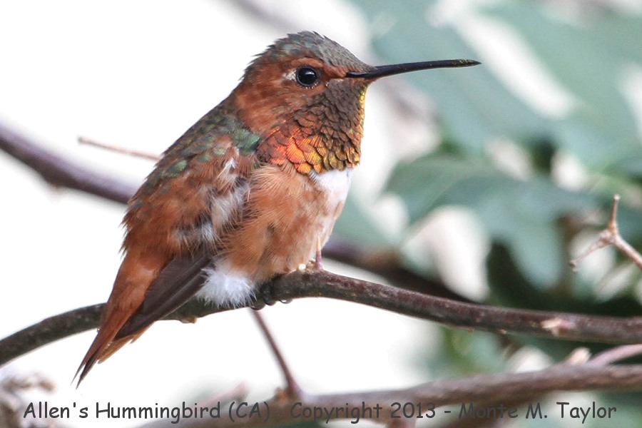 Allen's Hummingbird -summer male- (California)