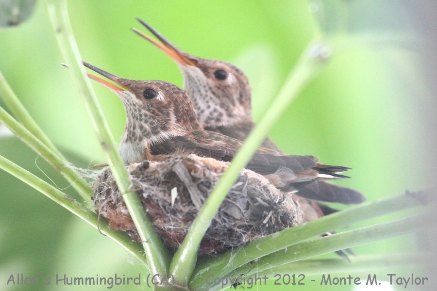 Allen's Hummingbird -winter chicks on nest- (California)