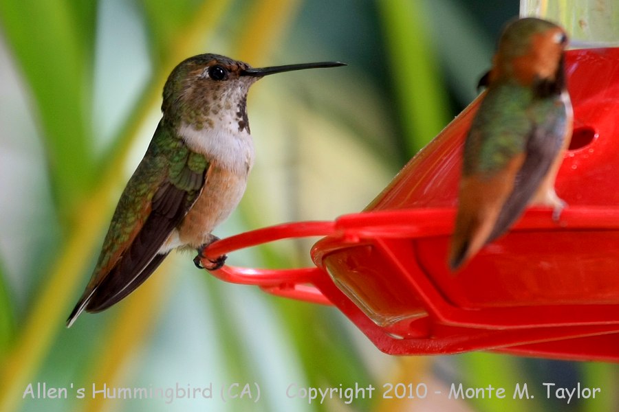 Allen's Hummingbird -spring female- (California)