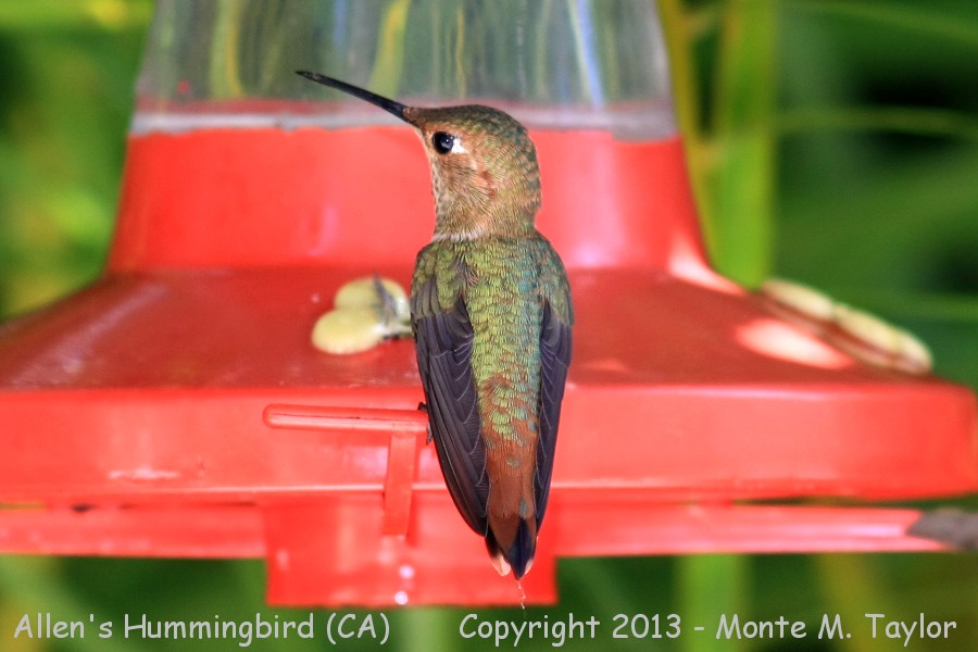 Allen's Hummingbird -summer female- (California)