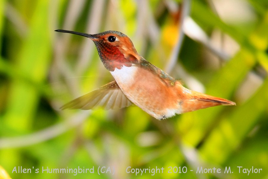 Allen's Hummingbird -spring male- (California)