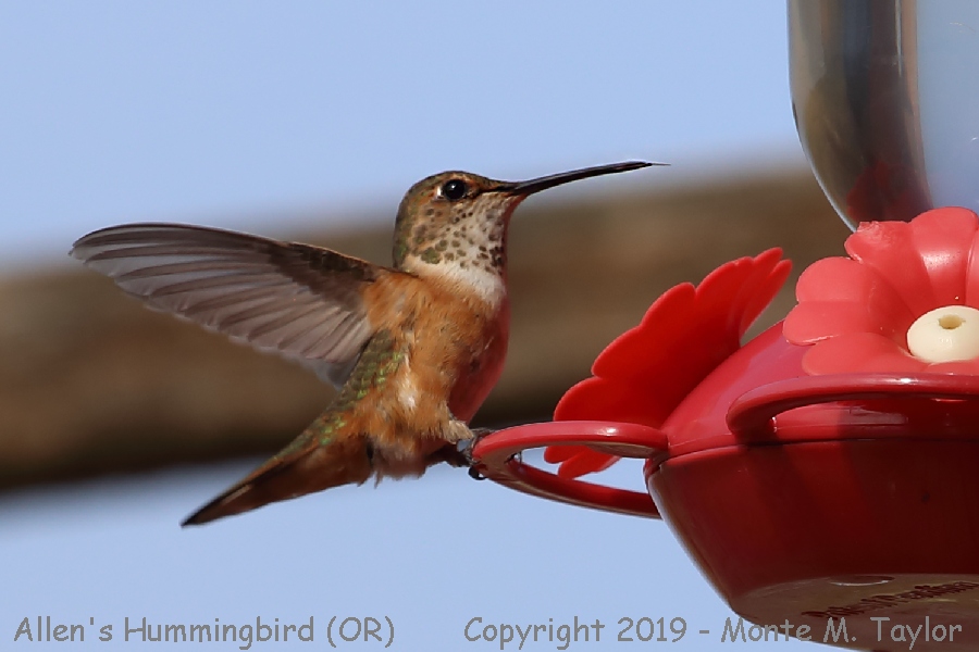 Allen's Hummingbird -spring- (Oregon)