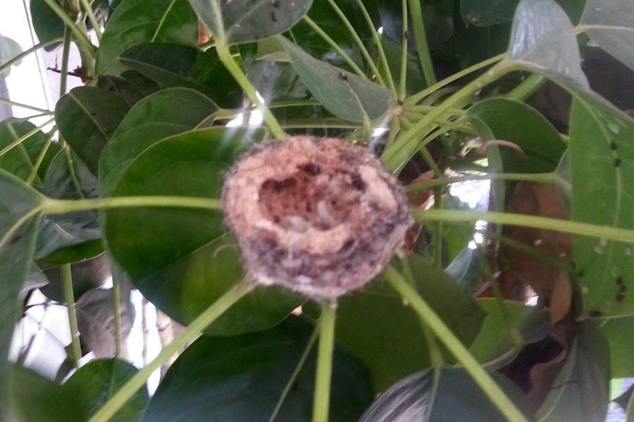Allen's Hummingbird -nest from last spring above- (California)
