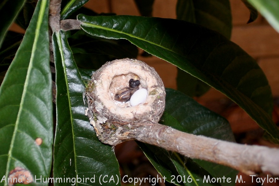 Anna's Hummingbird -first chick- (California)