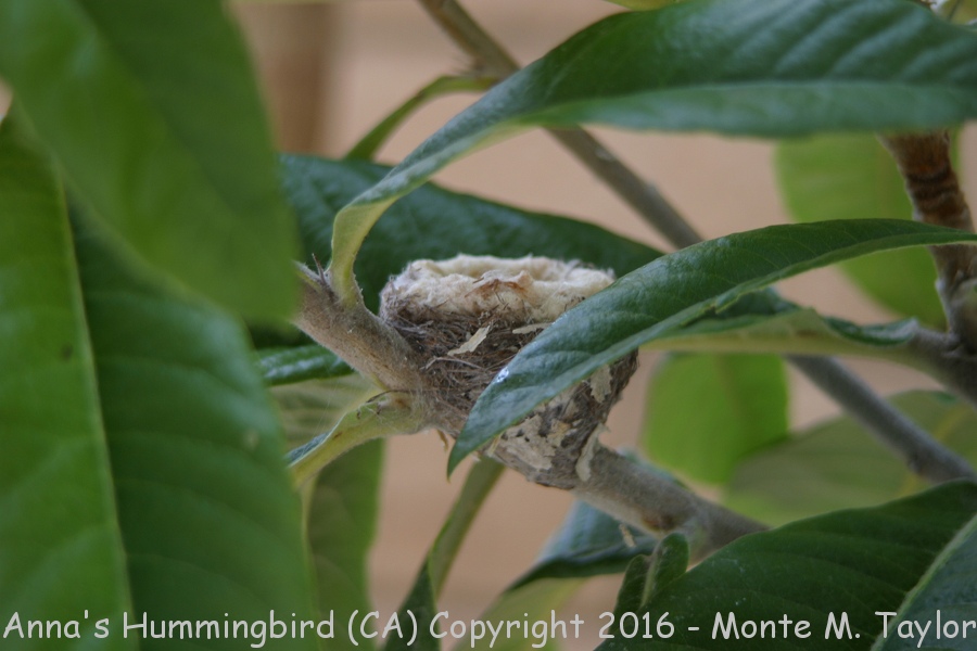 Anna's Hummingbird -nest- (California)