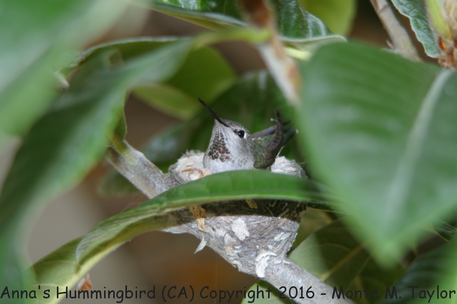 Anna's Hummingbird -female on nest- (California)