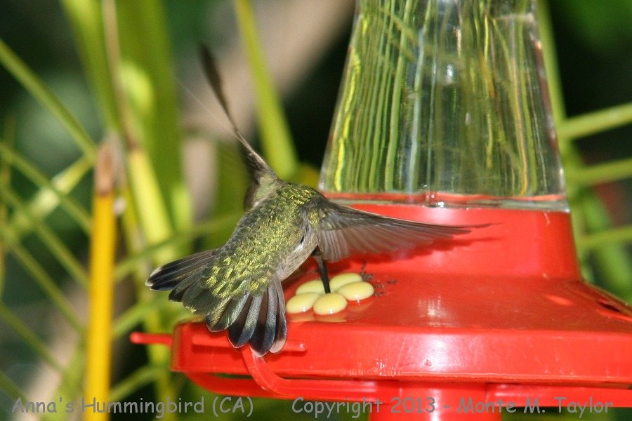 Anna's Hummingbird -spring female- (California)