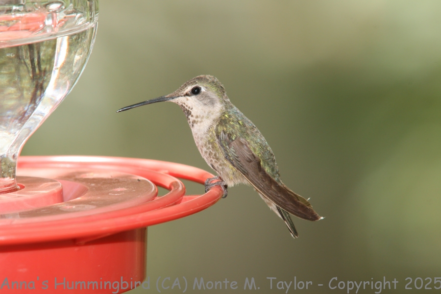 Anna's Hummingbird -spring female- (California)