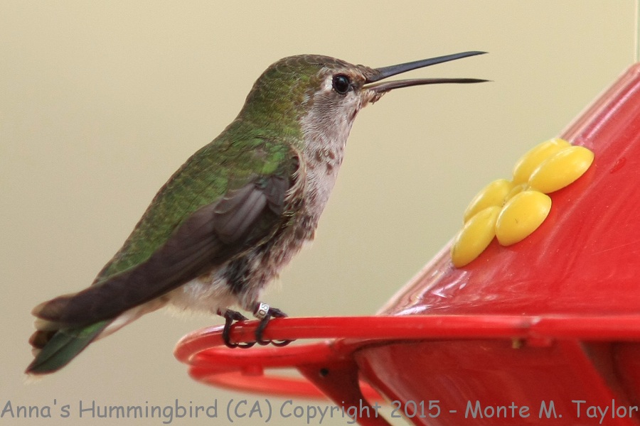Anna's Hummingbird -summer female- (California)