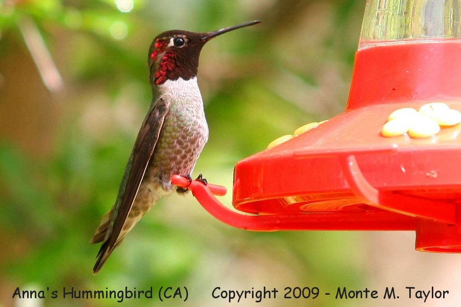 Anna's Hummingbird -spring male- (California)