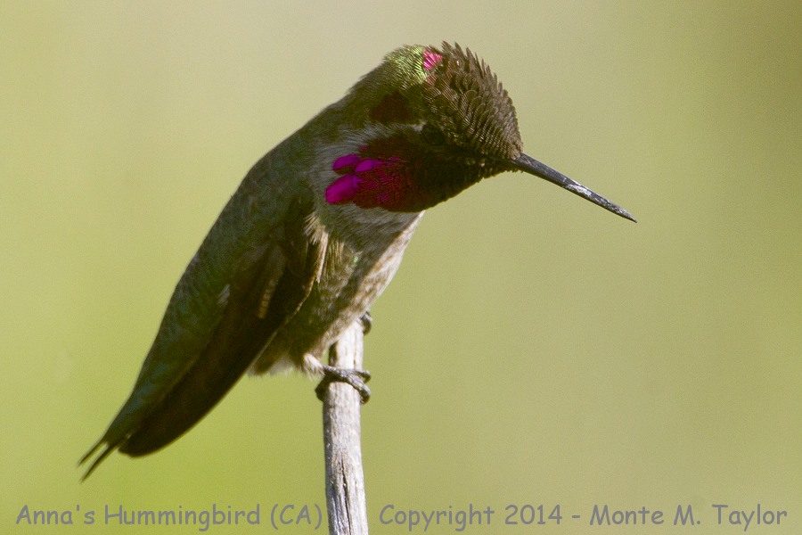 Anna's Hummingbird -spring male- (California)