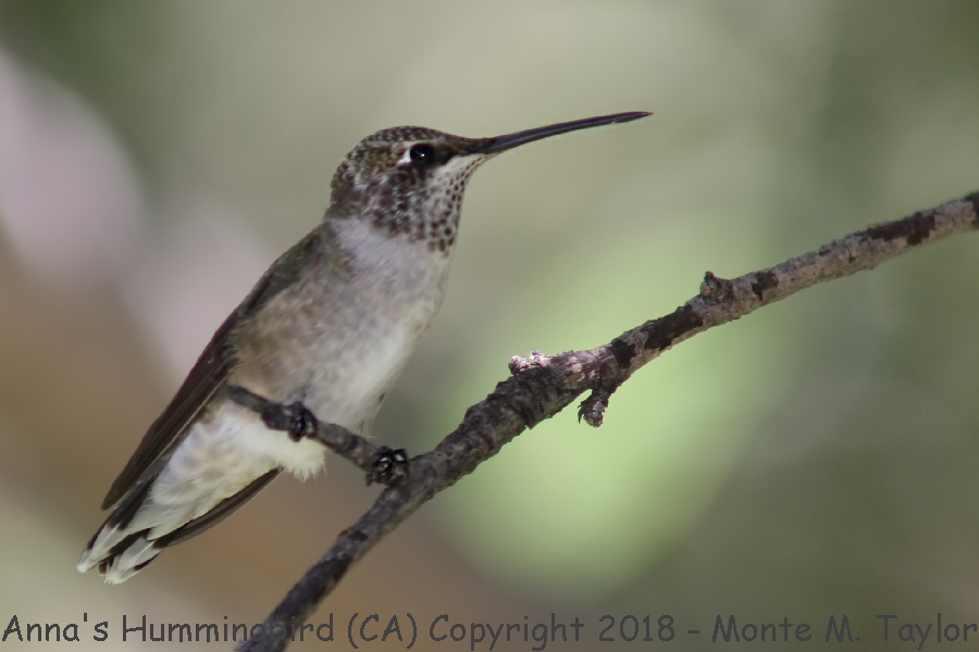 Anna's Hummingbird -summer female- (California)