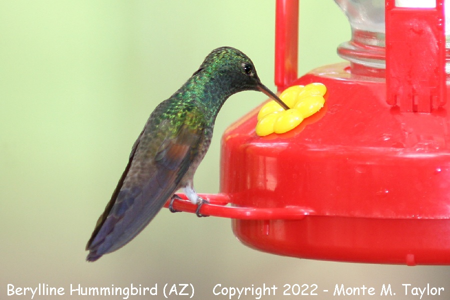 Berylline Hummingbird -spring male- (Arizona)
