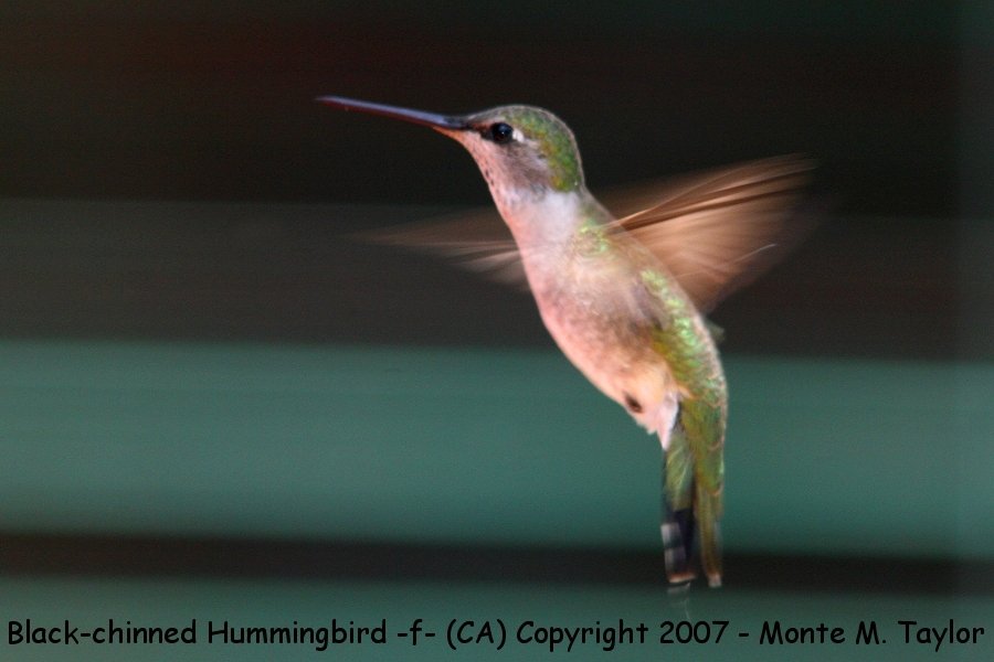 Black-chinned Hummingbird -spring female- (Arizona)