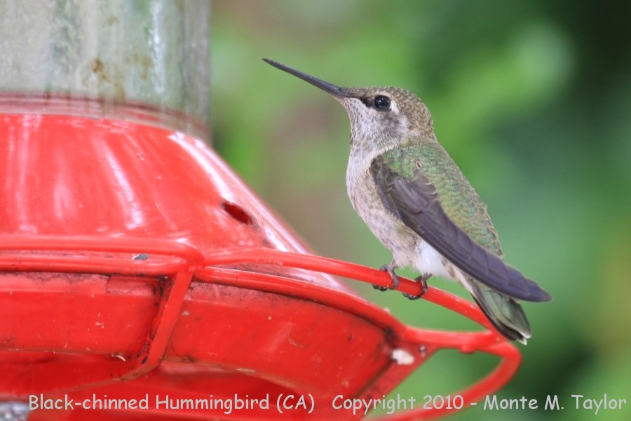 Black-chinned Hummingbird -spring female- (California)