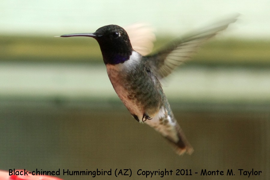 Black-chinned Hummingbird -summer male- (Arizona)
