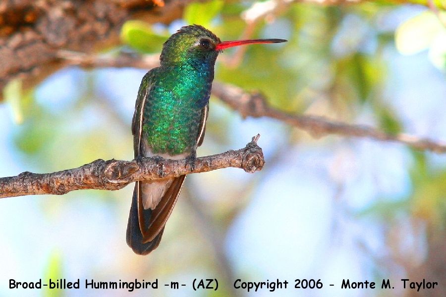 Broad-billed Hummingbird -spring male- (Arizona)