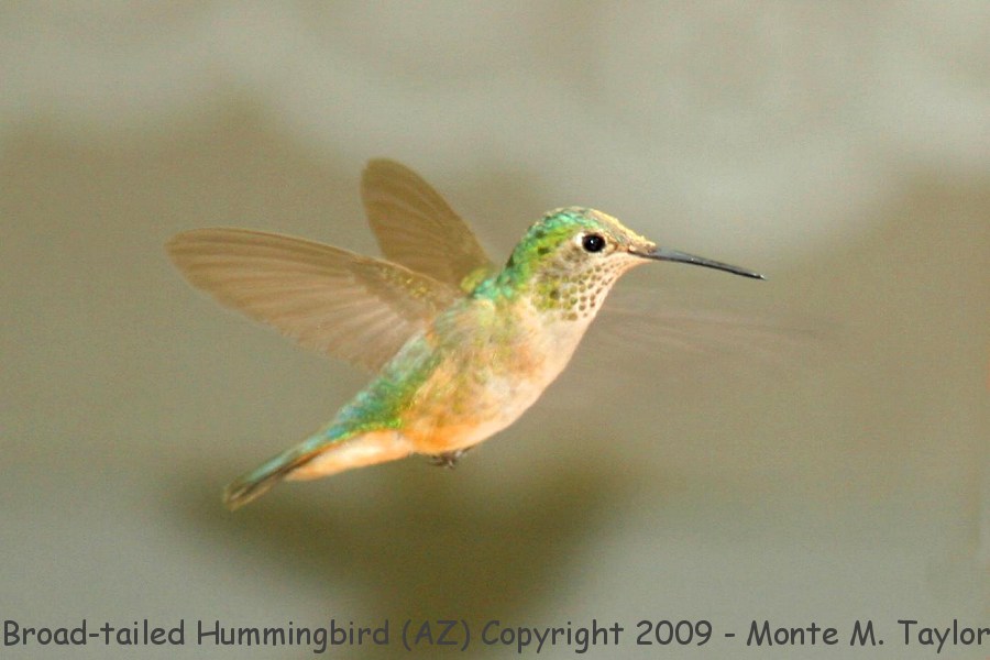 Broad-tailed Hummingbird -spring female- (Arizona)