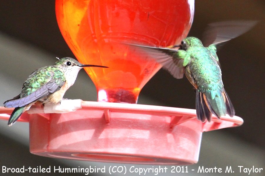 Broad-tailed Hummingbird -spring female / male- (Colorado)