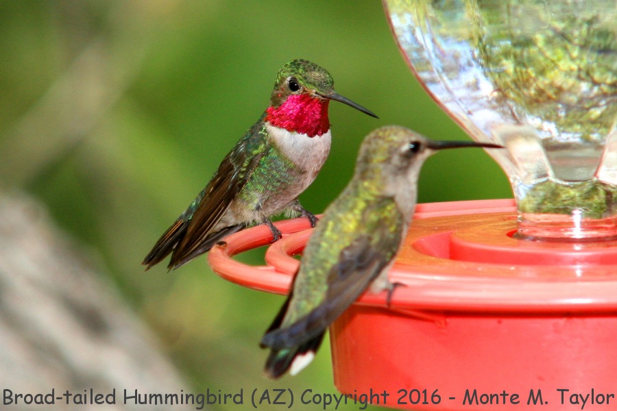 Broad-tailed Hummingbird -spring male- (Arizona)