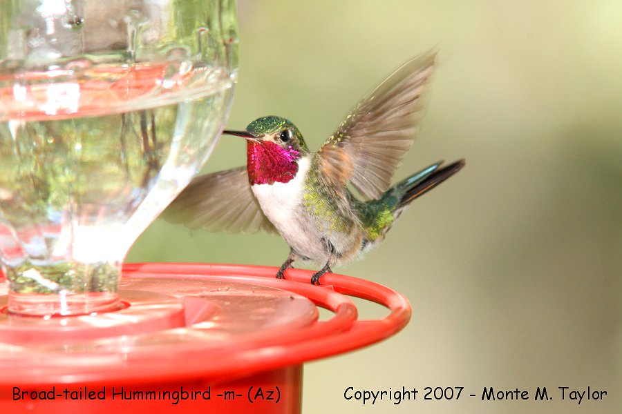 Broad-tailed Hummingbird -spring male- (Arizona)