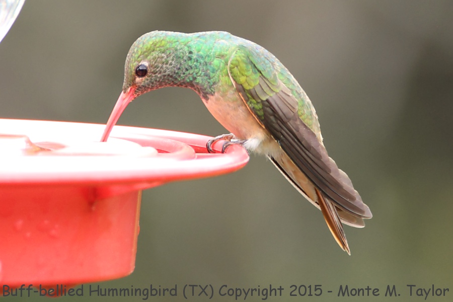 Buff-bellied Hummingbird -winter- (Texas)