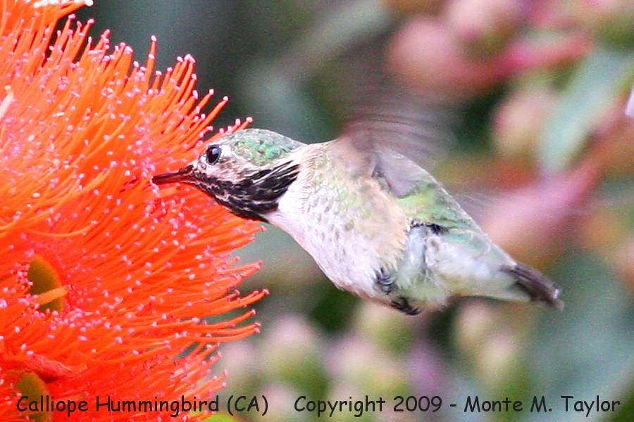 Calliope Hummingbird -spring male- (California)