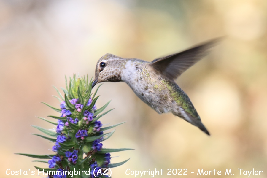 Costa's Hummingbird -spring female- (Arizona)