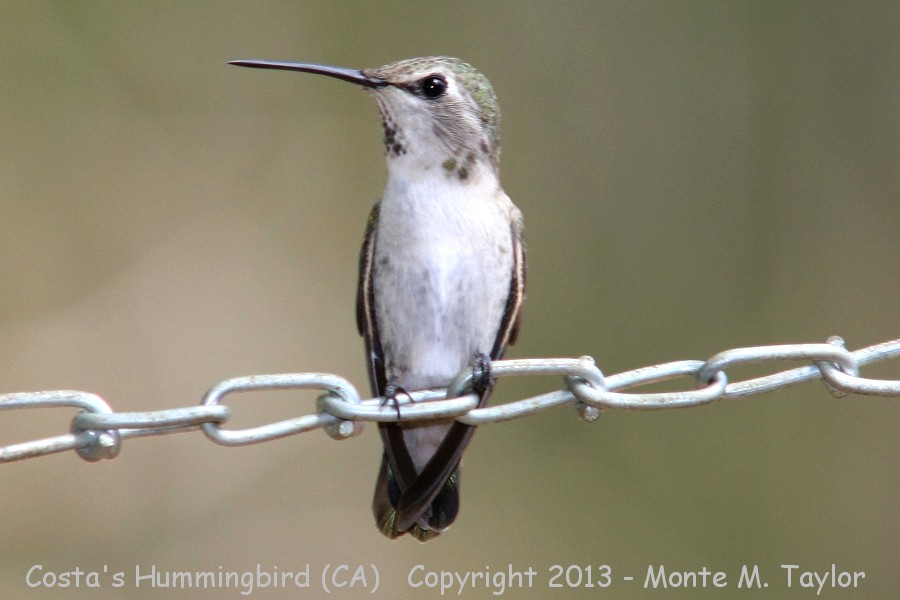 Costa's Hummingbird -summer female- (California)
