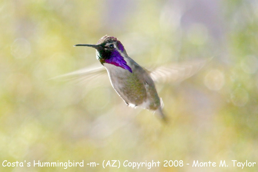 Costa's Hummingbird -spring male- (Arizona)