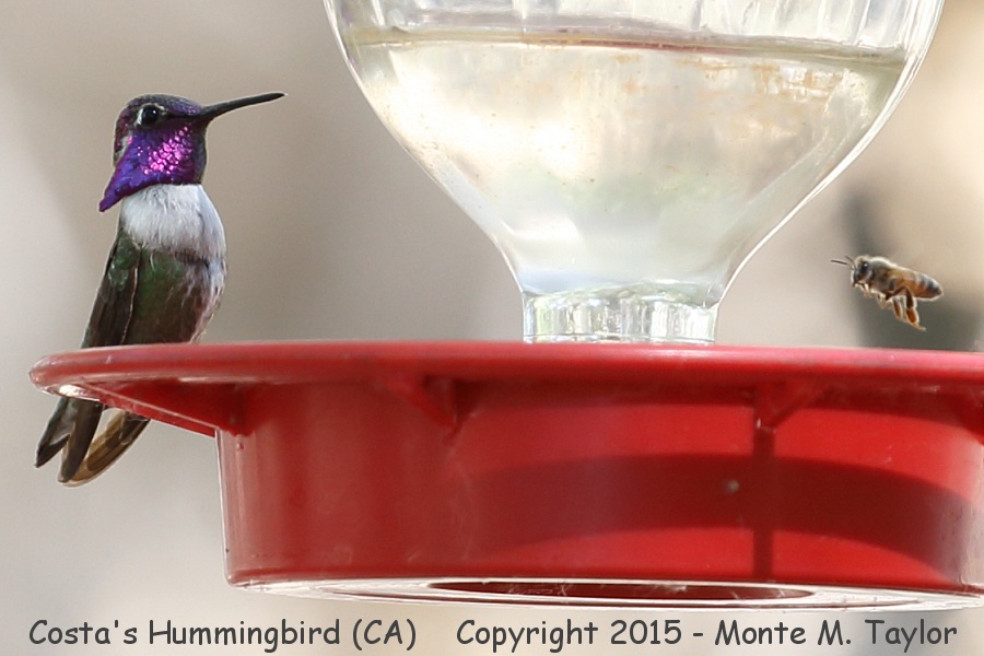 Costa's Hummingbird -spring male FACEOFF with Bumble Bee- (California)