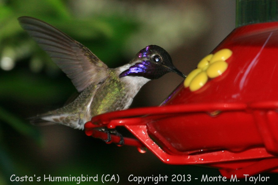 Costa's Hummingbird -spring male- (my home, California)
