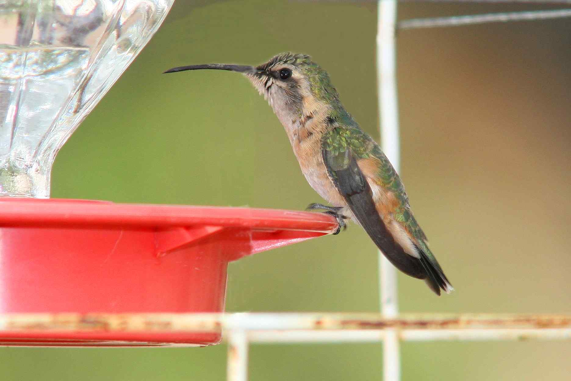 Lucifer Hummingbird -spring female- (Arizona)