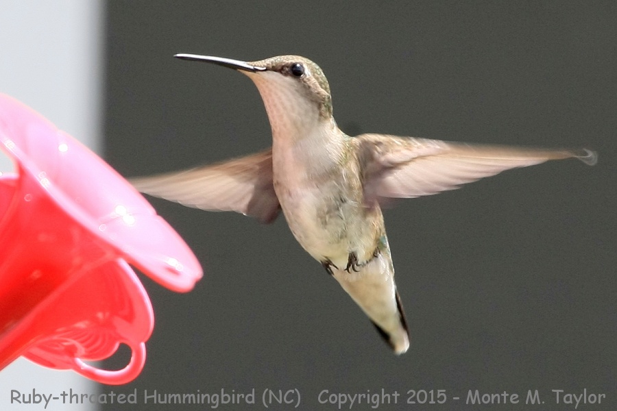 Ruby-throated Hummingbird -spring female- (North Carolina)
