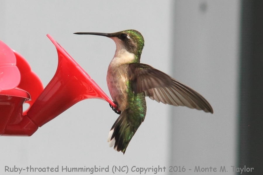 Ruby-throated Hummingbird -spring female- (North Carolina)