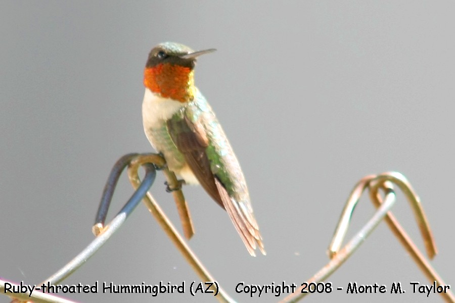 Ruby-throated Hummingbird -fall male / Pattons in Patagonia- (Arizona)