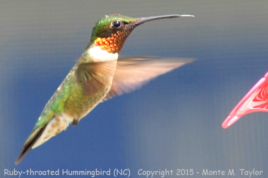 Ruby-throated Hummingbird -spring male- (North Carolina)
