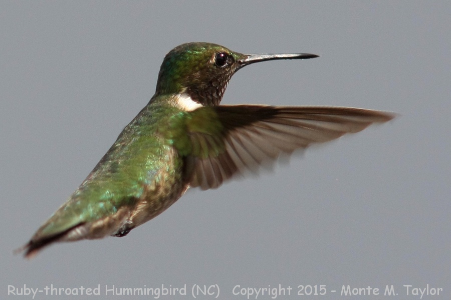 Ruby-throated Hummingbird -spring male- (North Carolina)
