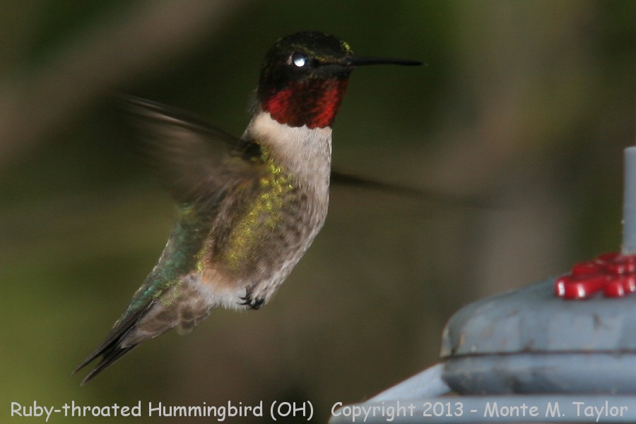 Ruby-throated Hummingbird -spring male- (Ohio)