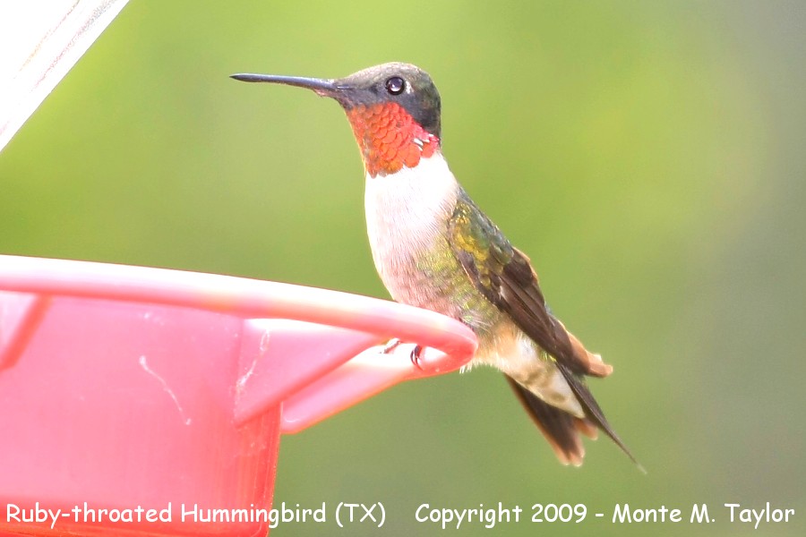Ruby-throated Hummingbird -spring male- (Texas)