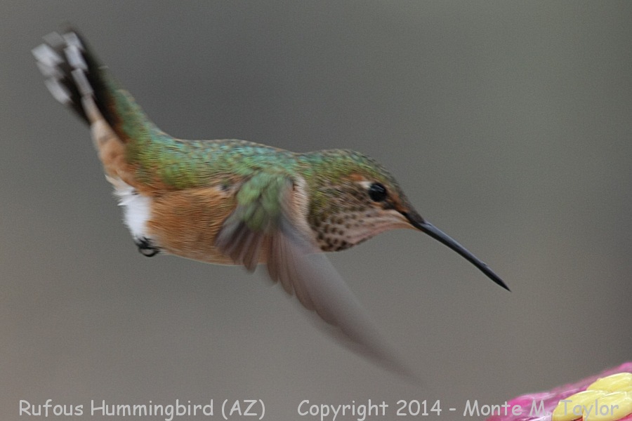 Rufous Hummingbird -winter female- (Arizona)