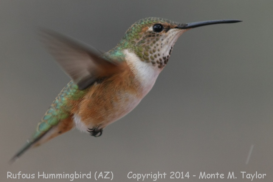 Rufous Hummingbird -winter female- (Arizona)