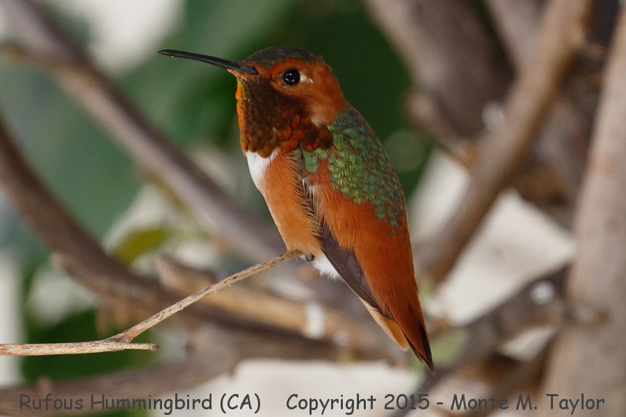 Rufous (or Allen's?) Hummingbird -spring male- (California)