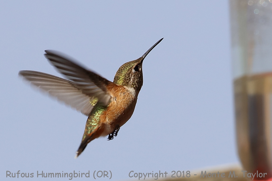 Rufous Hummingbird -summer male- (Oregon)