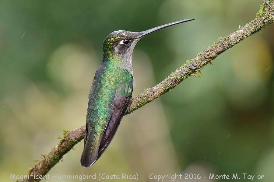 Talamanca Hummingbird -winter female- (San Gerardo de Dota, Costa Rica)