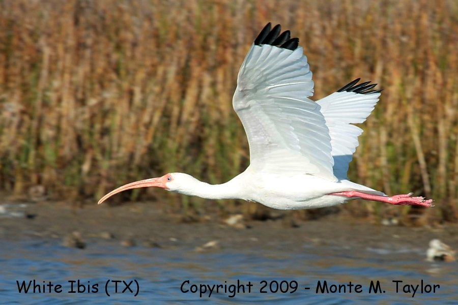 White Ibis -winter- (Texas)