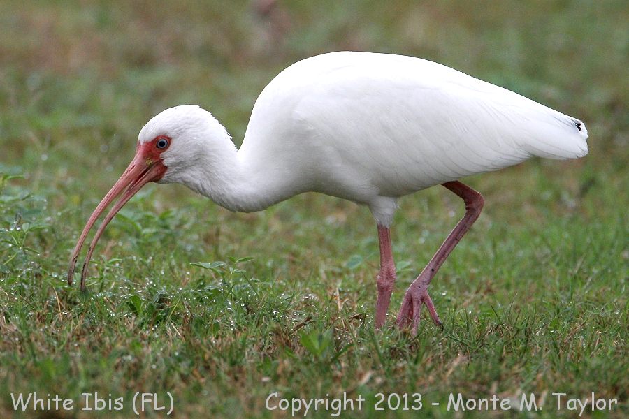 White Ibis -winter- (Florida)