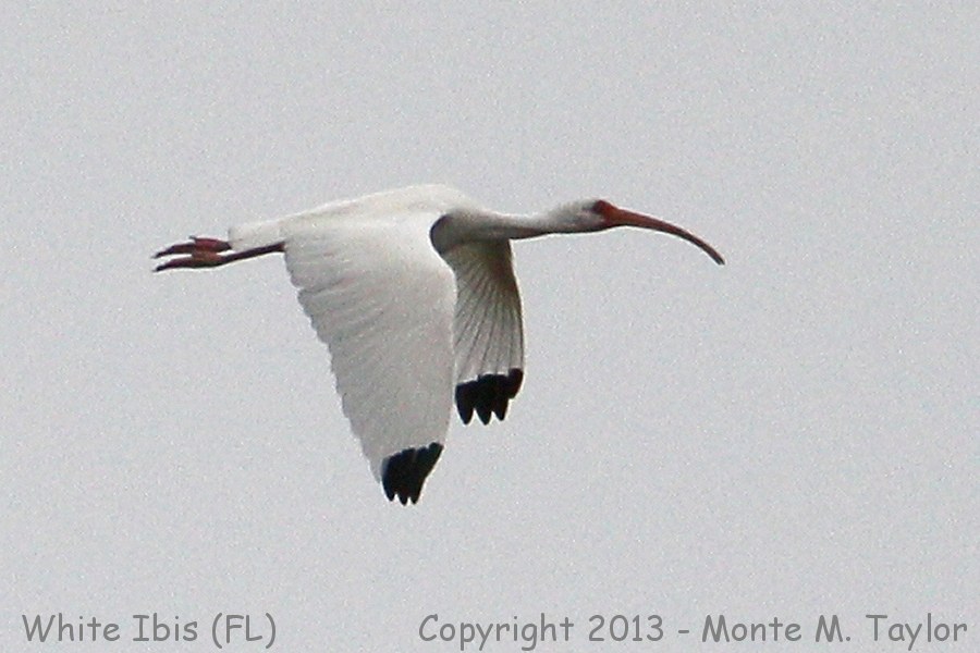 White Ibis -winter- (Florida)