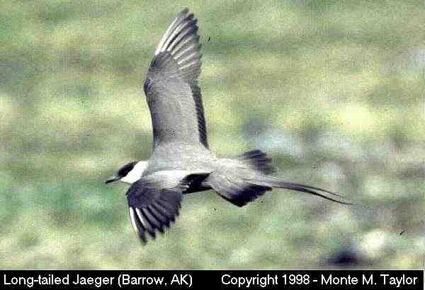 Long-tailed Jaeger -spring- (Barrow, Alaska)